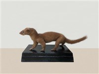 藏品(黃鼠狼  )的圖片